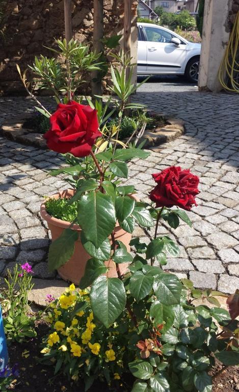 Reichenberg  Hotel "Pension Marlis" Garni מראה חיצוני תמונה